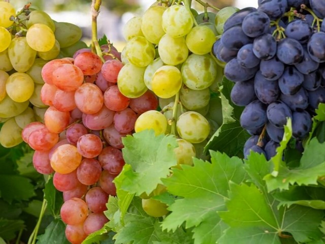 Bunches of Vine puzzle game 