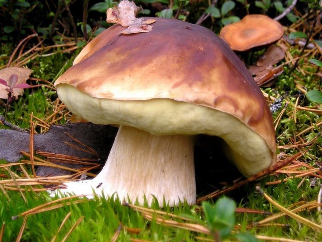 Mushroom Boletus Edulis пъзел игра 