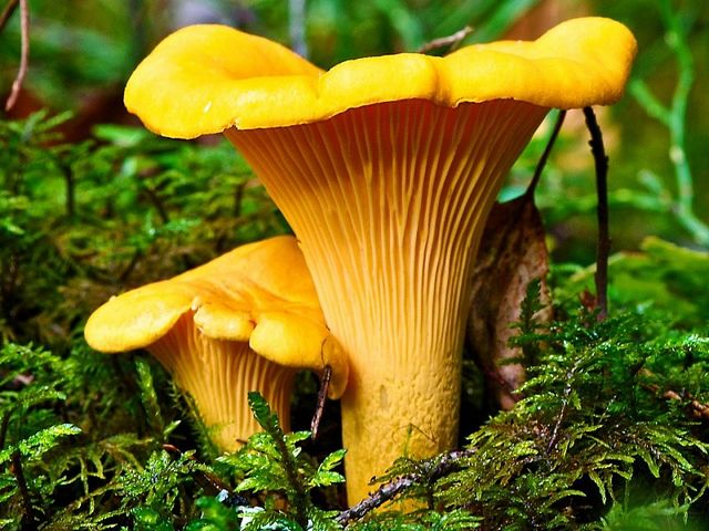 Mushroom Chanterelle puzzle game 