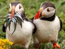 Atlantic Puffin with Fish Wallpaper