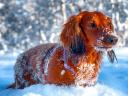 Dachshund in the Snow