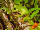 Green Tree Frog Wallpaper