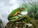 Handpainted Green and Golden Bell Frog on Stone