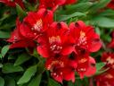 Alstroemeria Inticancha Doba