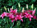 Asiatic Lily Pink County