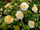 Camellia Brushfields Yellow