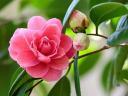 Camellia Japonica Lady Campbell