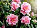 Camellia Professor Sargent - The Professor Sargent Camellia is one of the best forms of Japanese camellia available.<br />
It is known ...