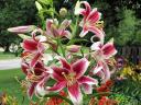 Lilium Flashpoint