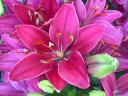 Oriental Lilies Stargazer