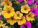 Petunia Cultivars Mix