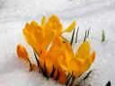 Yellow Crocuses