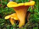 Mushroom Chanterelle